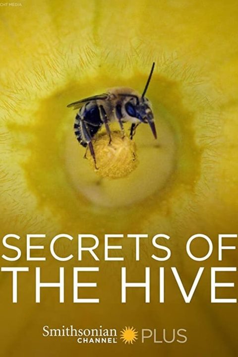 Plakát Secrets of the Hive