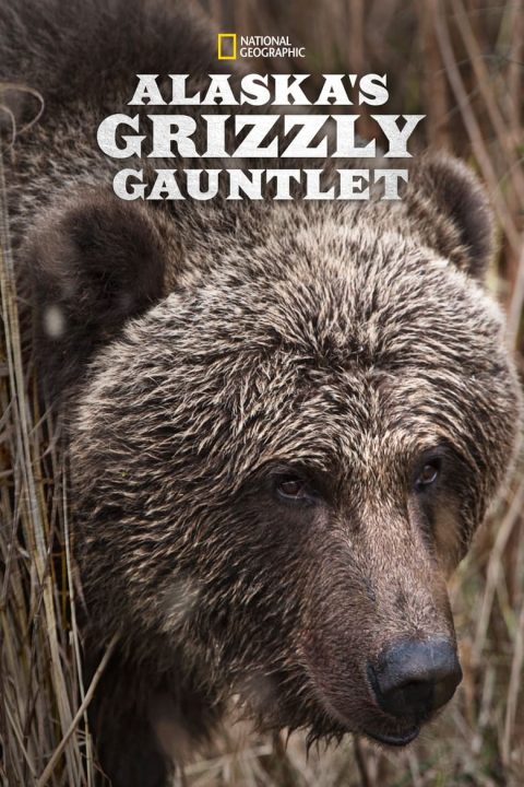 Alaska's Grizzly Gauntlet