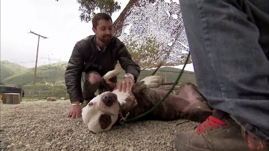 Pit Bulls and Parolees - 2. epizoda