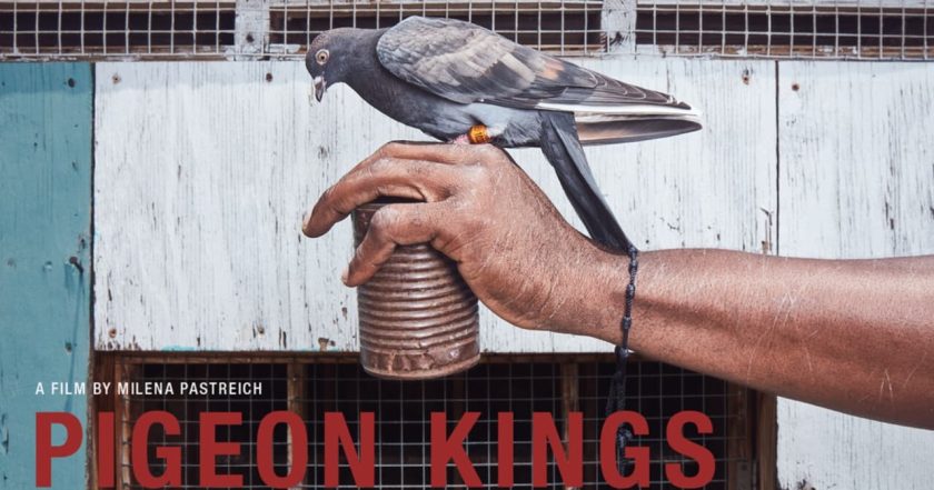 Pigeon Kings