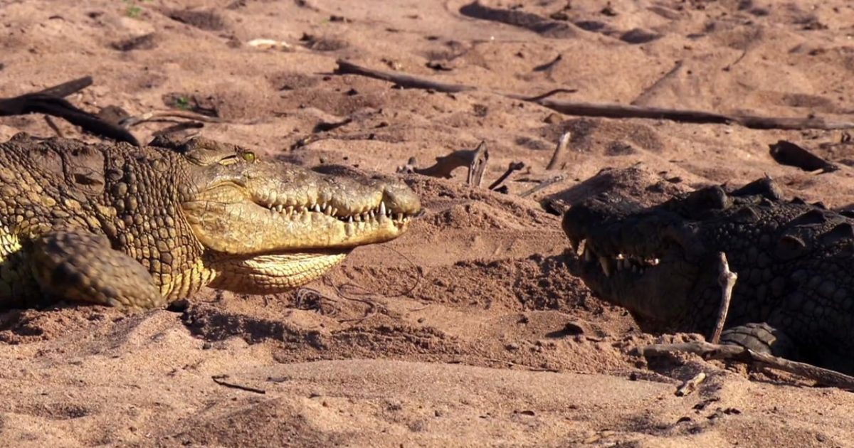 Crocodiles: Caring Killers