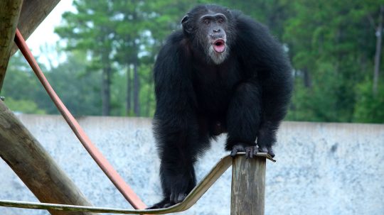 Meet the Chimps - 3. epizoda