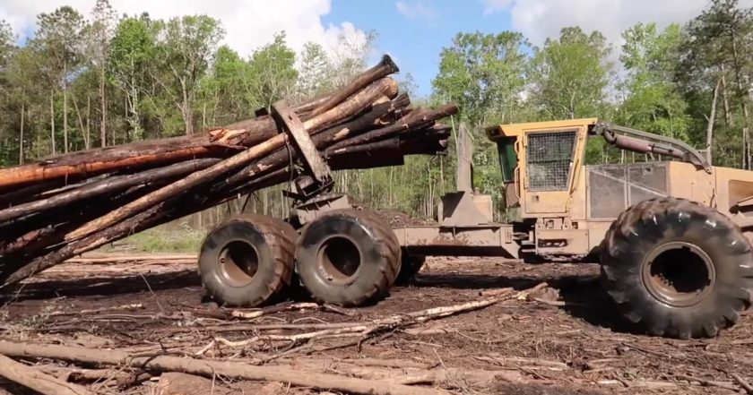 Swamp Loggers