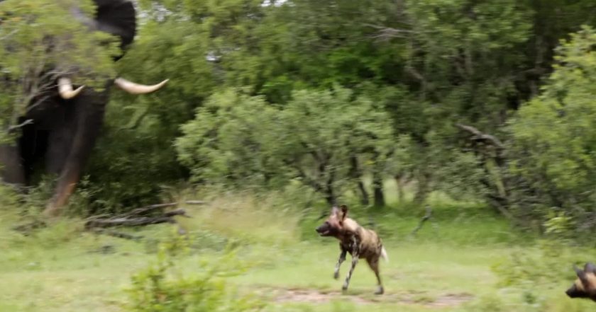 Největší zabijáci Afriky