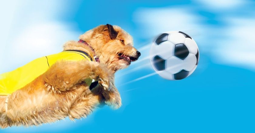 Soccer Dog: European Cup