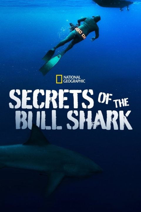 Plakát Secrets of the Bull Shark