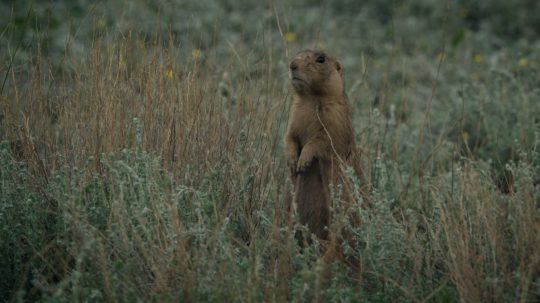 Prairie Dog Manor - 9. epizoda