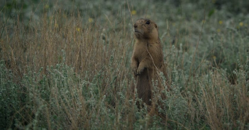 Prairie Dog Manor