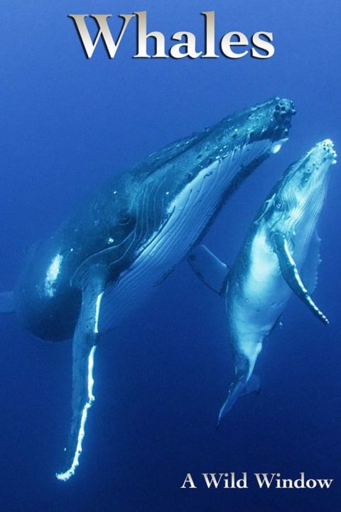 Plakát Wild Window: Whales