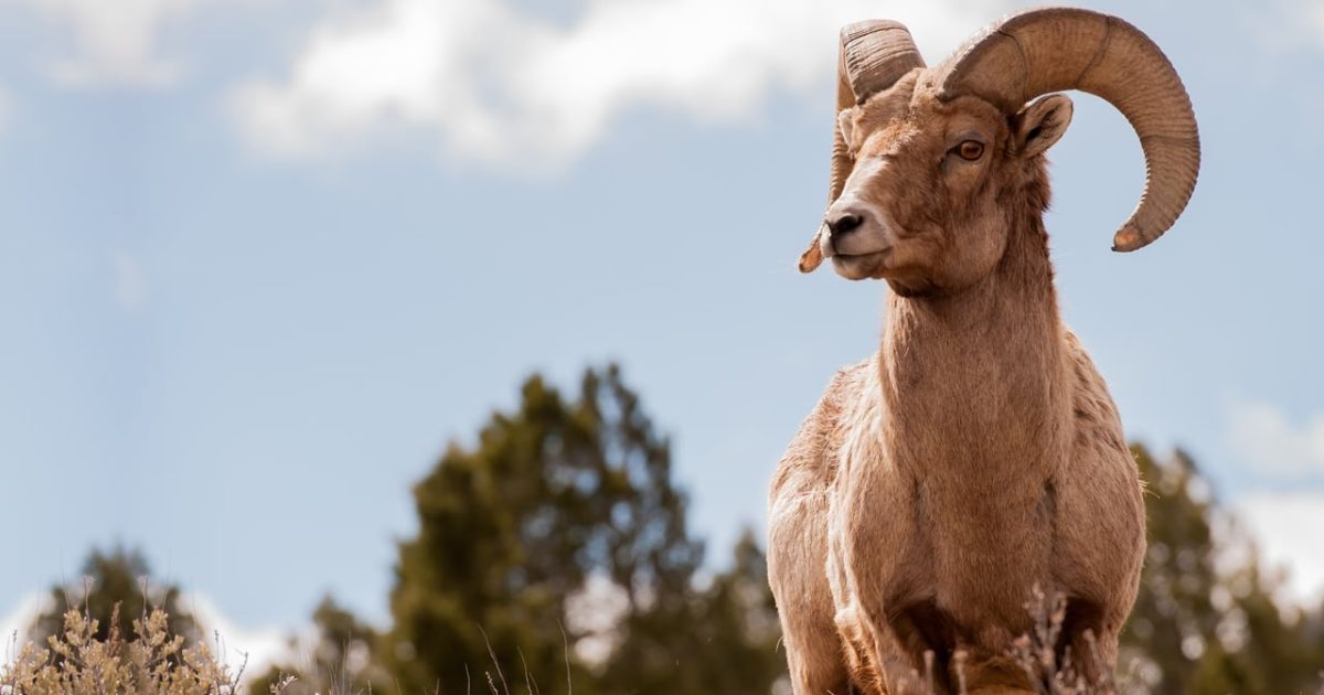 America's Greatest Animals