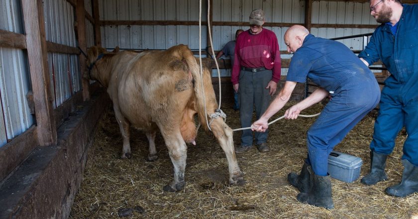 The Incredible Dr. Pol