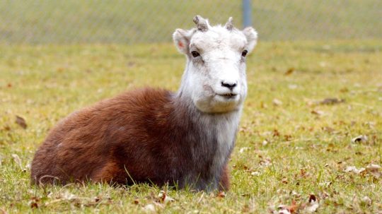 Veterináři z Arktidy - Postroj pro ledního medvěda