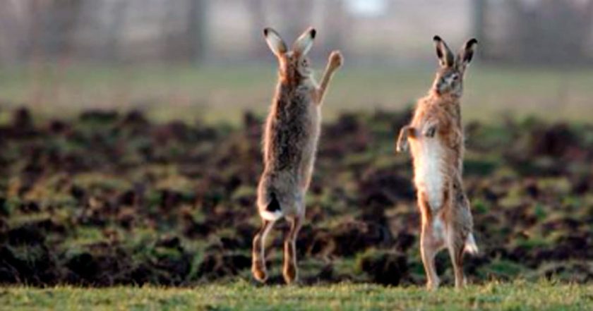 Holland: Natuur in de Delta