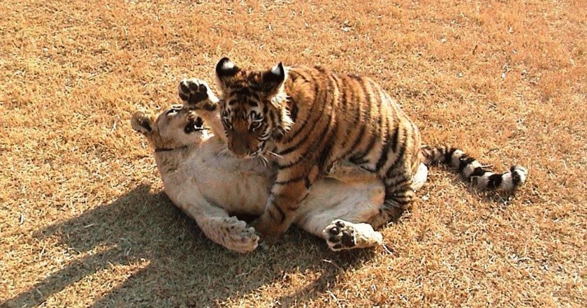 Unlikely Animal Friends