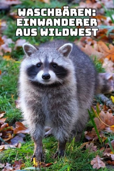 Plakát Waschbären - Einwanderer aus Wildwest