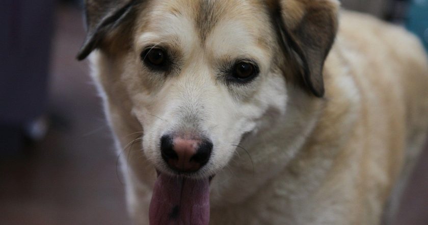 Dr. Oakley, Yukon Vet