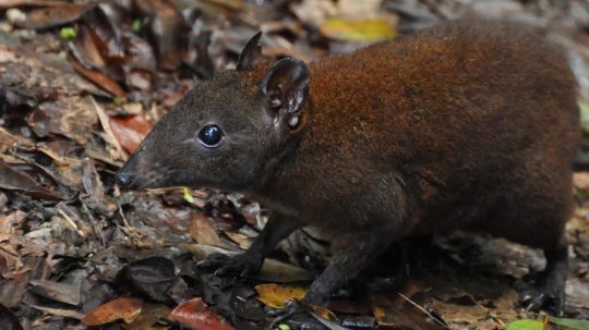 Australia’s First 4 Billion Years - 4. epizoda