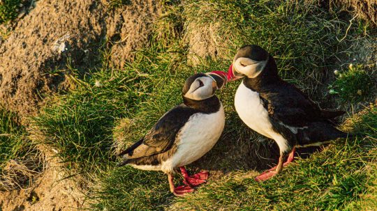 Scotland: A Year In The Wild - 1. epizoda