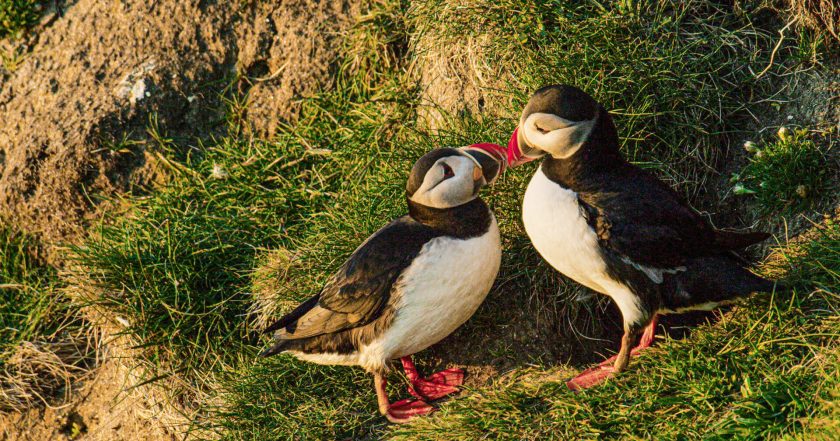 Scotland: A Year In The Wild