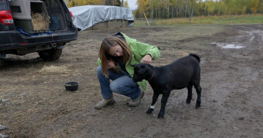 Dr. Oakley, Yukon Vet