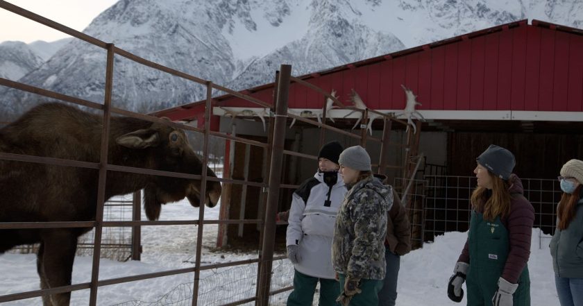 Dr. Oakley, Yukon Vet