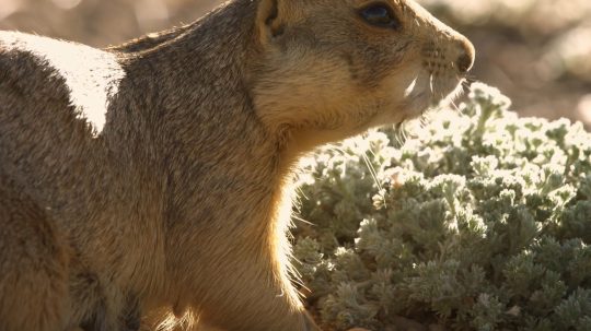 Prairie Dog Manor - 11. epizoda