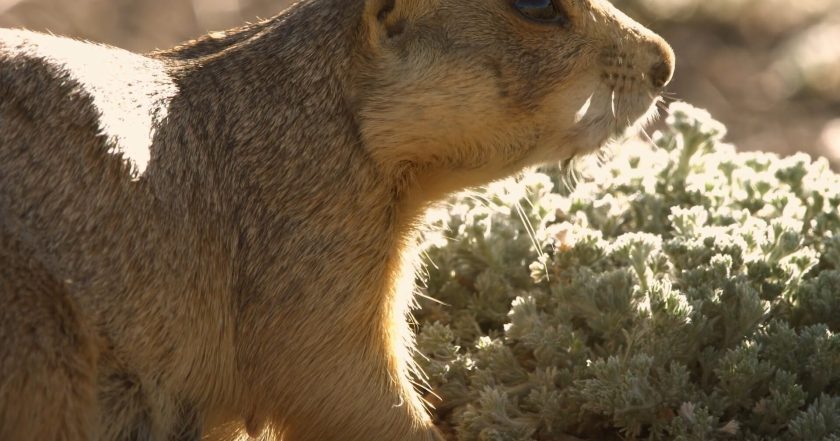 Prairie Dog Manor