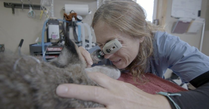 Dr. Oakley, Yukon Vet