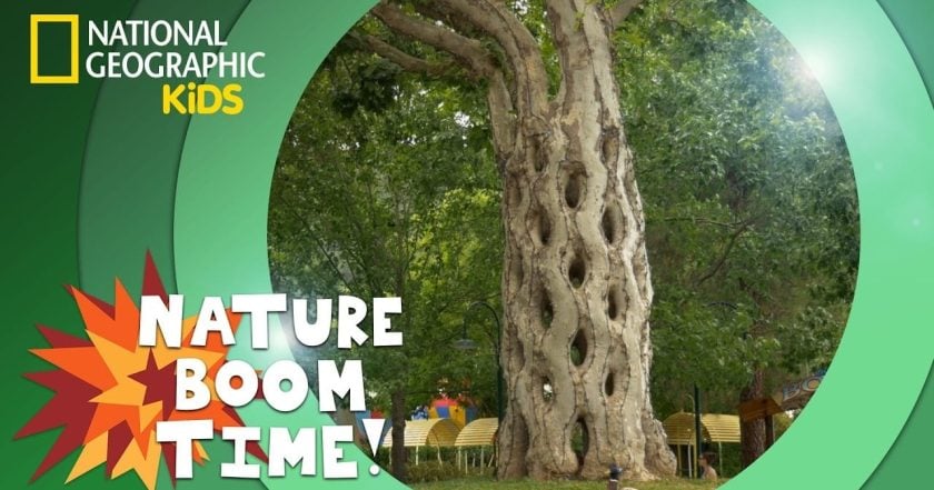 Nature Boom Time