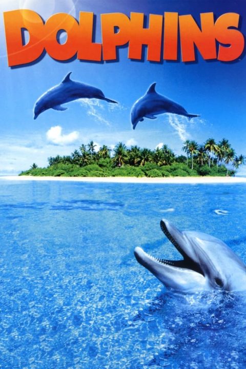 Plakát Dolphins