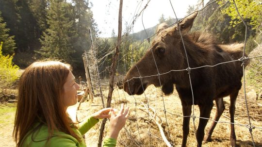 Dr. Oakley, Yukon Vet - 5. epizoda