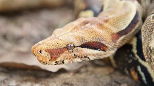 World’s Deadliest Snakes - 3. epizoda