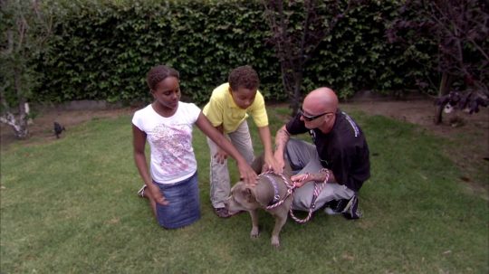 Pit Bulls and Parolees - 7. epizoda