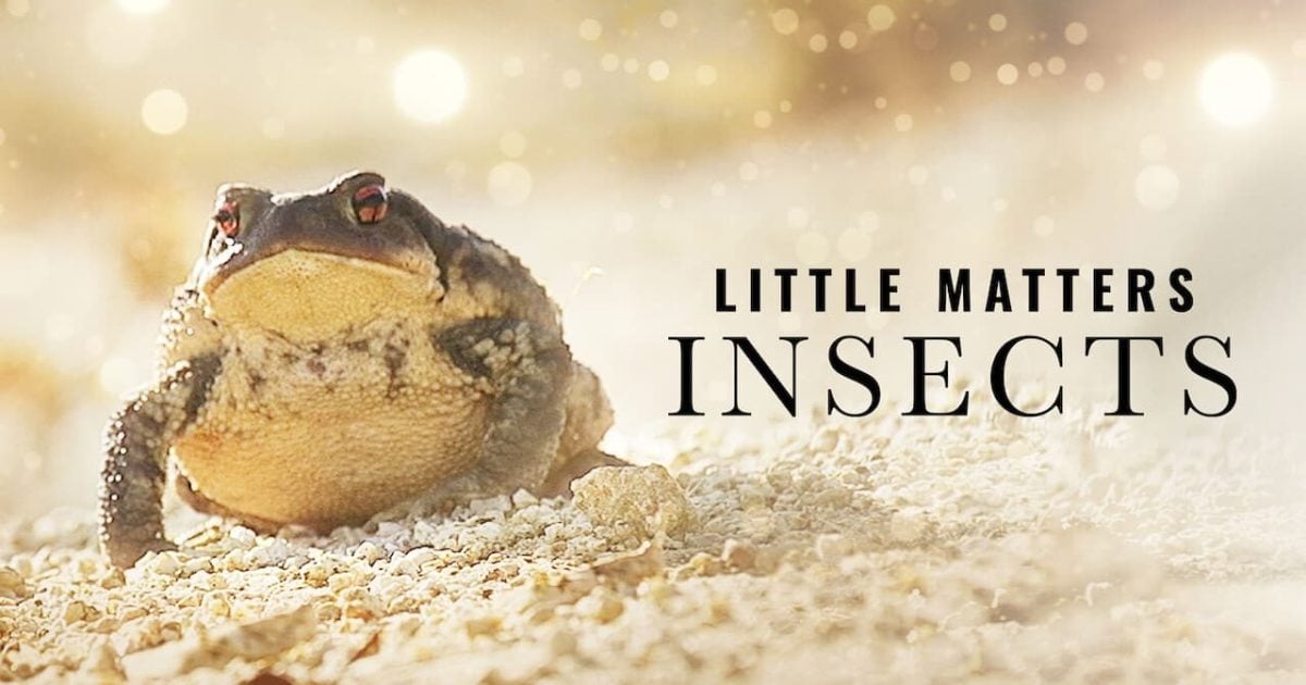 Little Matters: Insects