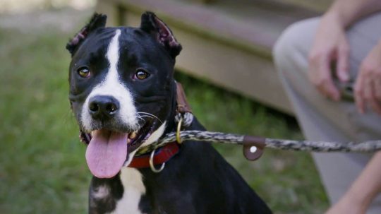 Pit Bulls and Parolees - 3. epizoda