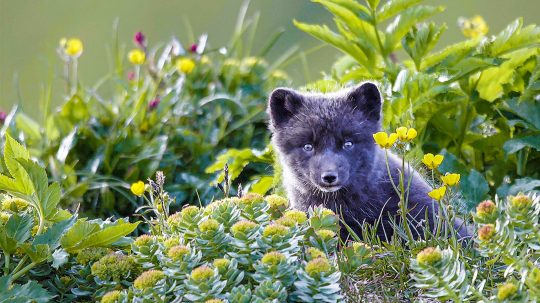 Scotland: A Year In The Wild - 2. epizoda