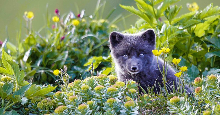 Scotland: A Year In The Wild