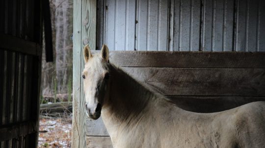 The Incredible Dr. Pol - 5. epizoda