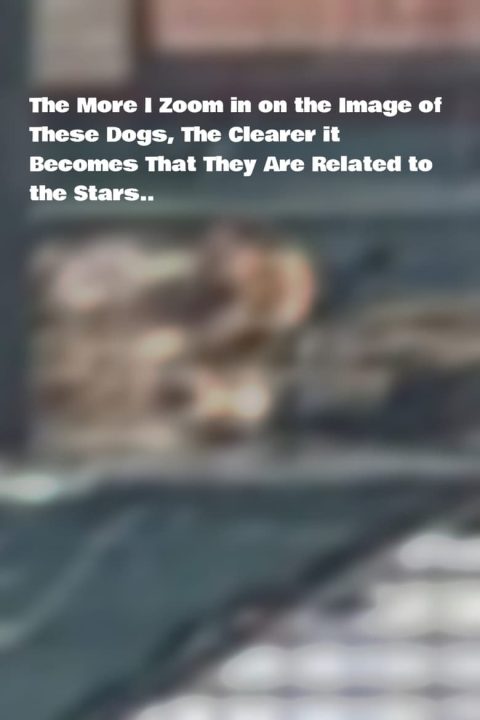 The More I Zoom in on the Image of These Dogs, The Clearer it Becomes That They Are Related to the Stars.