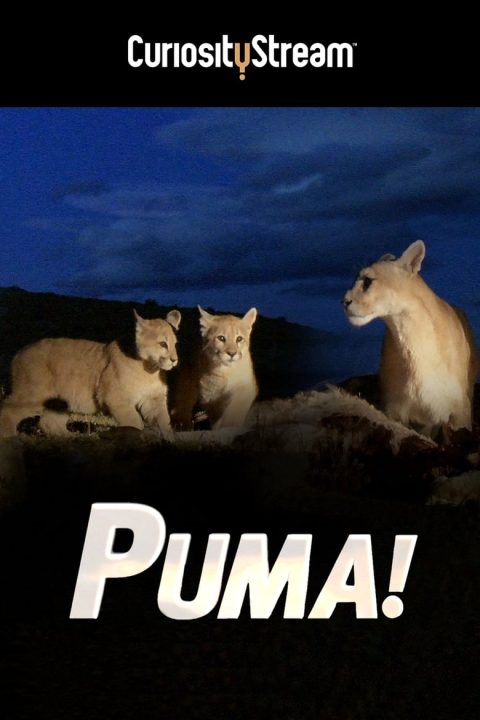 Plakát Puma!