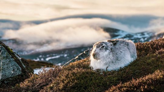 Scotland: A Year In The Wild - 3. epizoda