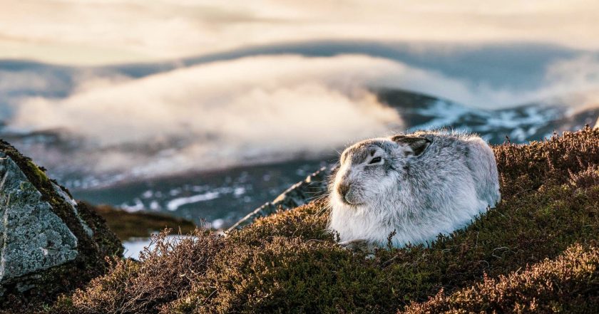 Scotland: A Year In The Wild