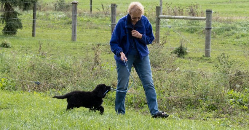 The Incredible Dr. Pol