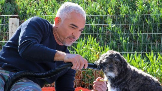 Cesar Millan: Jaký pán, takový pes - 9. epizoda