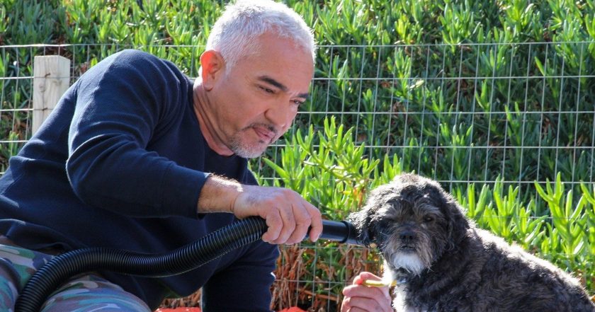 Cesar Millan: Jaký pán, takový pes