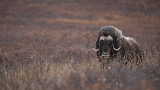 Alaska’s Grizzly Gauntlet - 3. epizoda