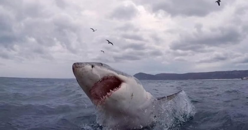 When Sharks Attack