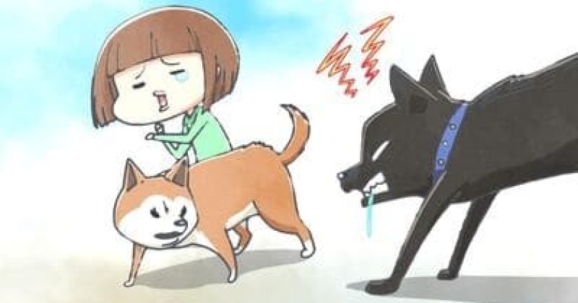 犬と猫どっちも飼ってると毎日たのしい