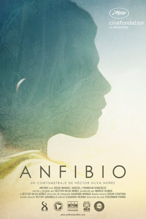 Anfibio