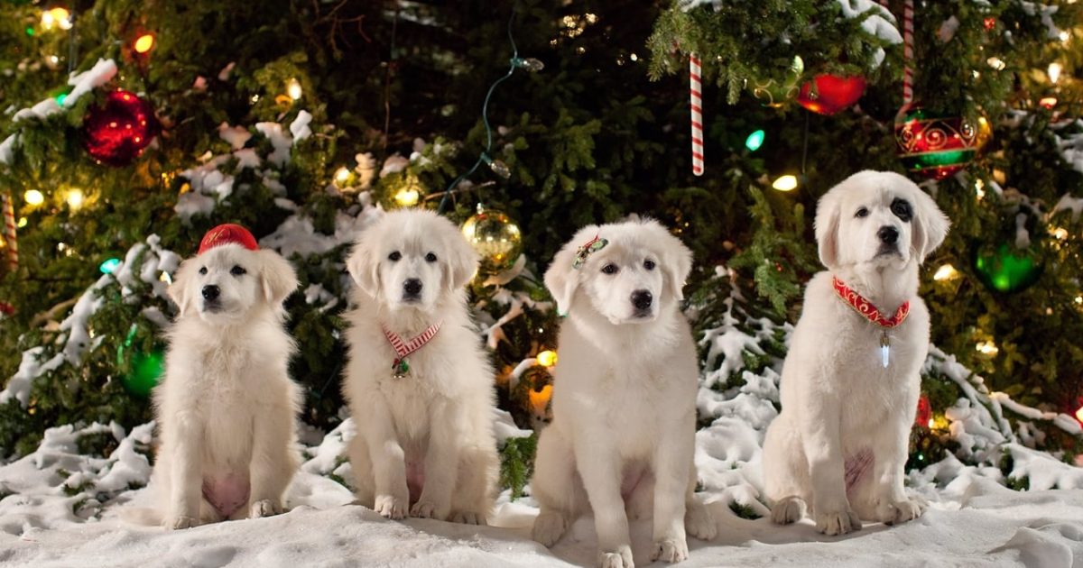 Santa Paws 2: The Santa Pups